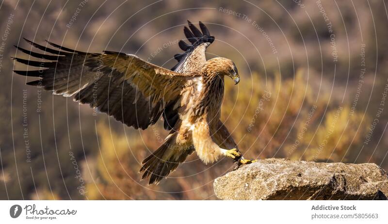 Majestic golden eagle landing on a rocky perch outstretched wings talon plumage blurred natural background wildlife raptor bird of prey majestic predator nature
