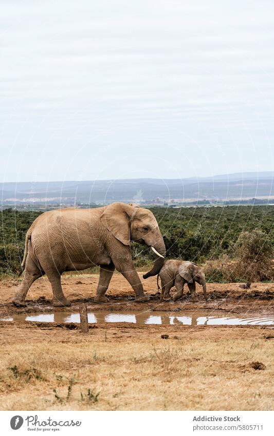 Elephant Mother and Calf Walking Past a Waterhole elephant calf african elephant waterhole savanna wildlife nature mother baby mammal walking conservation mud