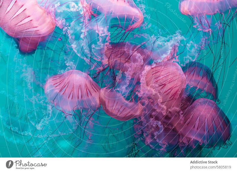 Ethereal jellyfish swarm in underwater ballet pink turquoise serene group float delicate tentacle intricate lace ethereal calm tranquil marine ocean sea