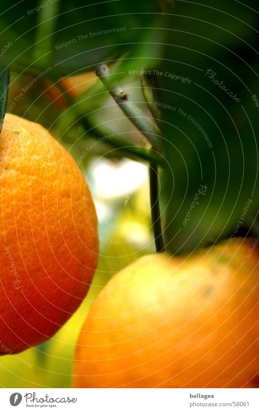 2 oranges are very close to each other Orange Tree Leaf Green Yellow Frontal Hang Blur Brown Delicious Branch Fruit Exterior shot Partially visible