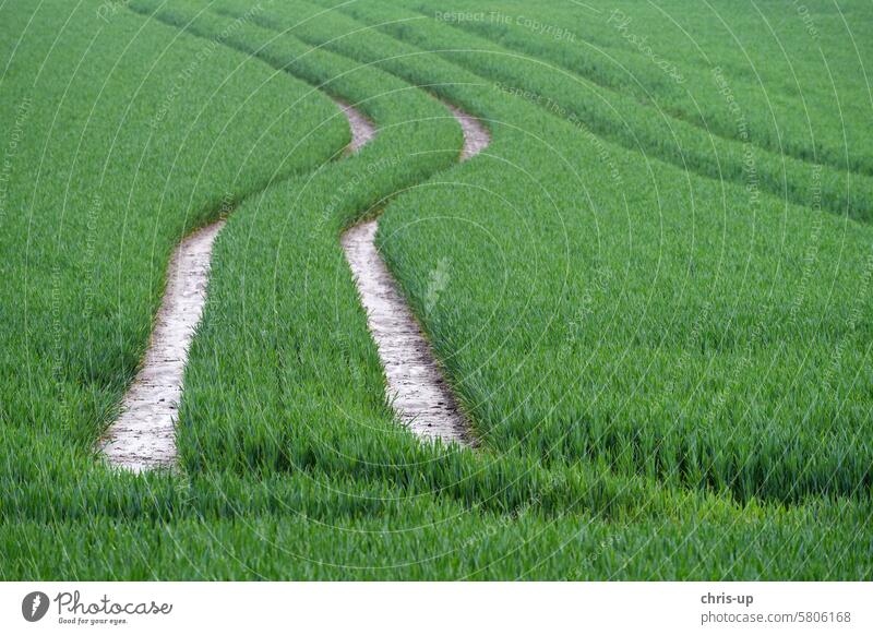 Path in cornfield (tractor tracks) Cornfield Field Tracks off path Lanes & trails Nature Agriculture Landscape Grain Wheat Wheatfield Agricultural crop Green