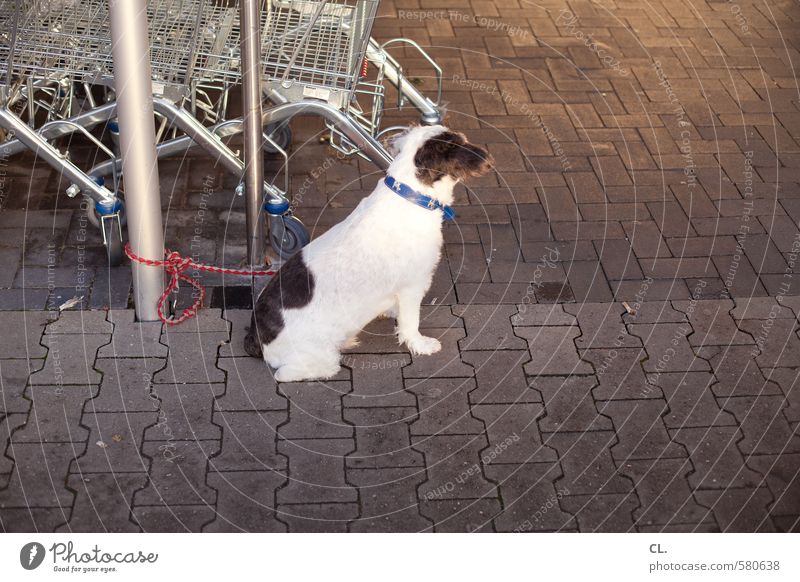 ut pascha | now a sausage. Shopping Animal Pet Dog 1 Wait Anticipation Love of animals Watchfulness Patient Curiosity Supermarket Shopping Trolley