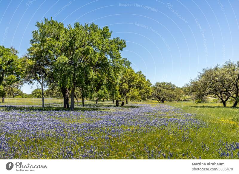 A meadow in the Texas hill country fulll of wildflowers and blue bonnets lupinus texensis blue bonnet flower nature blanket refreshing prairie bluebonnets wide