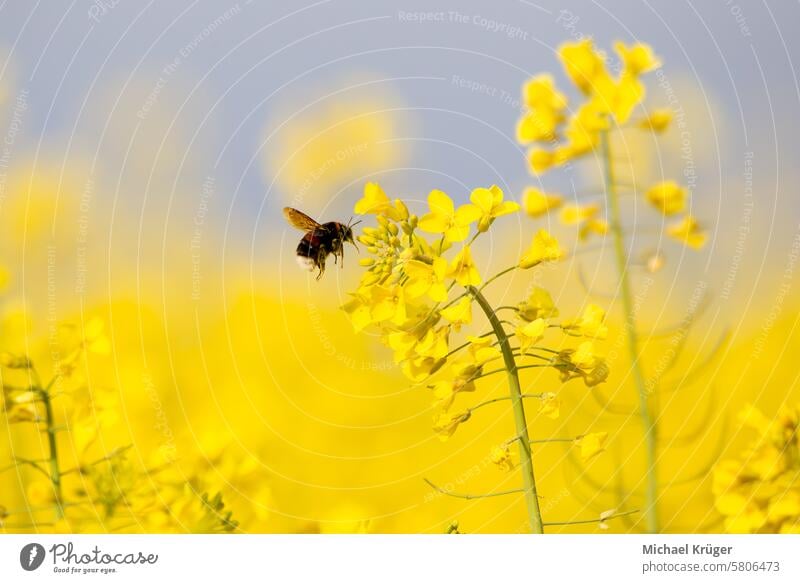 Dark bumblebee in the rapeseed field in the pollen search (Bombus terrestris) Agriculture Blossom Botanical Botany Bumblebee Conservation Farming Field Flora