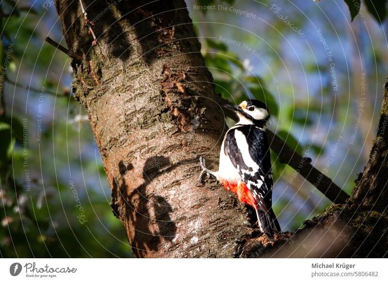 Spotted woodpecker (Dendrocopos major) on the cherry tree in the sun. Avian Bird Cherry tree Chisel beak Colorful Conservation Eurasian European Feathers Female