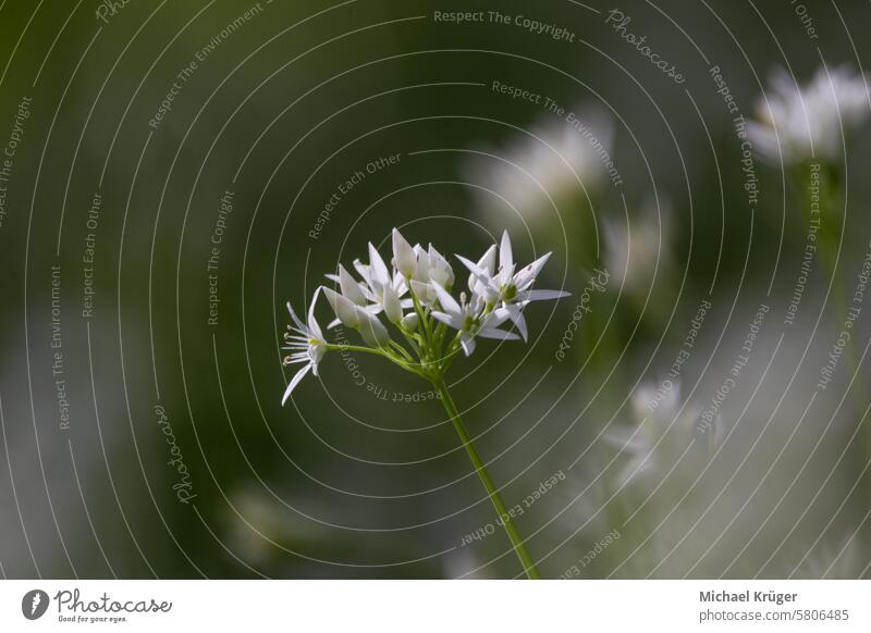 Wild bear garlic with flower in the forest (Allium ursinum) Aromatic Bear garlic Blooming Botanical Botany Conservation Culinary Edible Flora Flowering Foliage