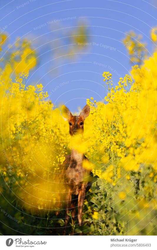 Curious deer in rapeseed (Capreolus capreolus) Agriculture Animal Blooming Botanical Conservation Curiosity Deer Farming Field Flora Grazing Herbaceous