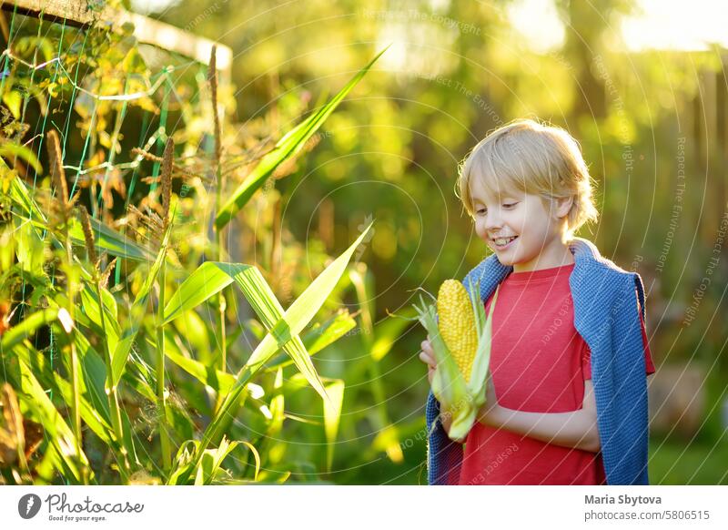 Cute preteen boy collects an ears of organic sweet corn in the garden at home farm. Local homemade products harvest. crop maize local homegrown summer holidays
