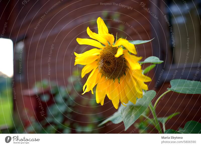 Sunflower growing on the backyard of village house. Beautiful flower in front of old wooden cottage. sunflower yellow plant large beautiful flora decorative