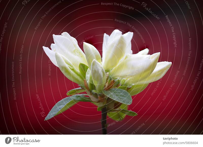 white rhododendron flower in bloom molle background nature spring leaf floral beauty garden green color plant growth young beautiful natural gardening petal