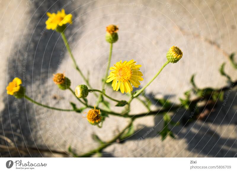 Yellow flowers on a sandy beach Flower Plant Nature yellow flower Sand Exterior shot Blossom