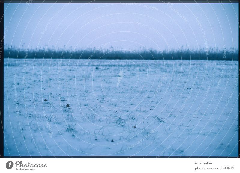 sad horizon Hunting Winter Snow Winter vacation Hiking Art Nature Landscape Horizon Bad weather Ice Frost Snowfall Grass Meadow Observe Relaxation Freeze Dark