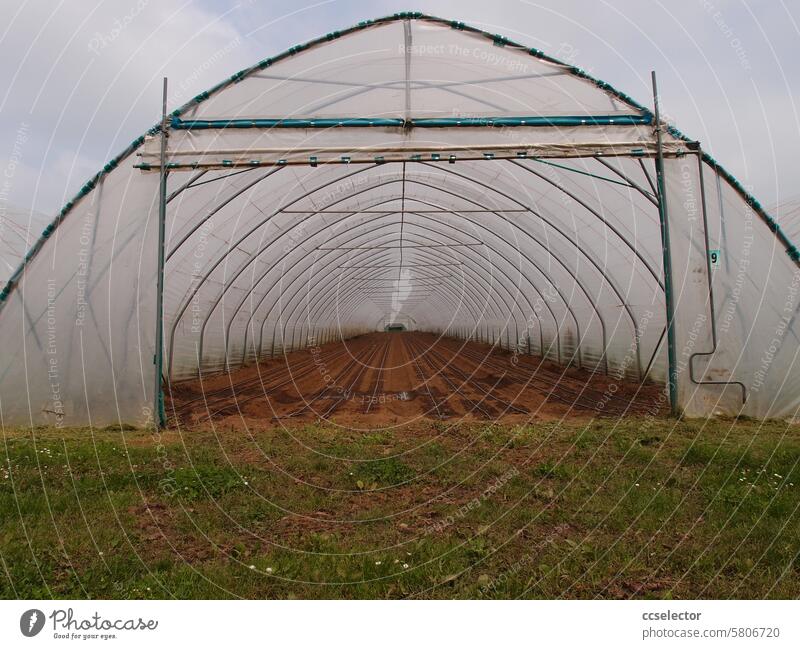 View into a large foil tunnel Agriculture Horticulture Greenhouse Food Sustainability Cultivation Organic Vegetable self-sufficiency Climate change