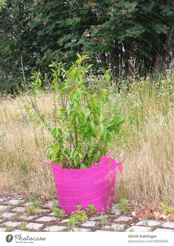 Green plant in pink plastic bucket in front of wild meadow and trees Plant Pink Garden Nature Summer flower tub Colour