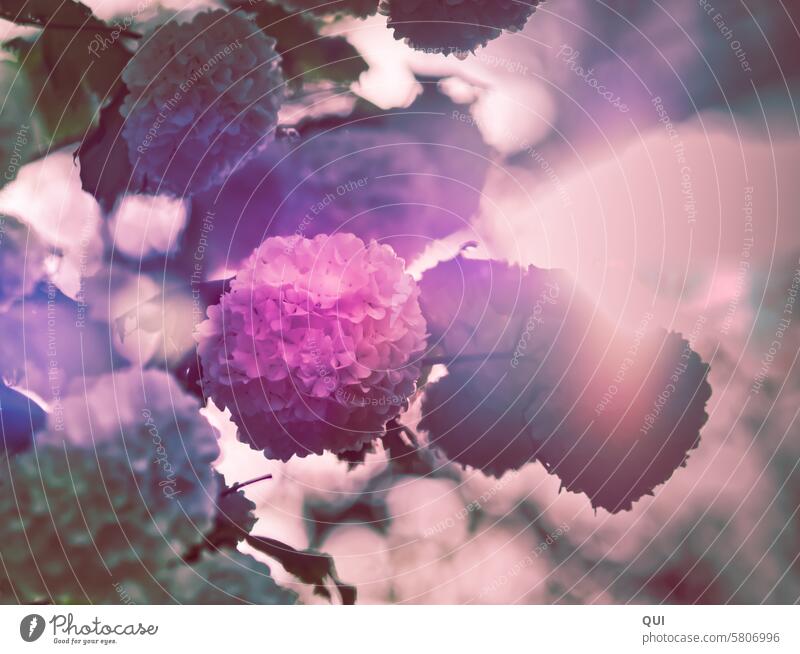 Hydrangeas backlit with lens flares hydrangeas Hydrangea blossom bokeh Plant Flower Garden Sun lensflares Back-light Illuminate Pink pink romantic flowers