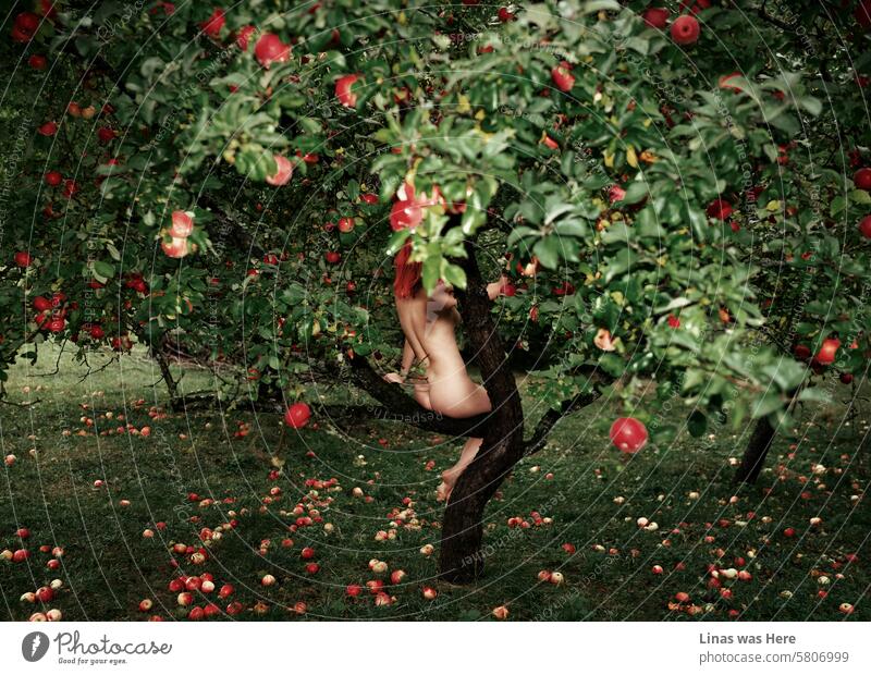 A gorgeous naked red-haired model is sitting on an apple tree branch. With plenty of red apples. Her sexy curves are visible from far far away. A lustful image of a nude girl in the wild.