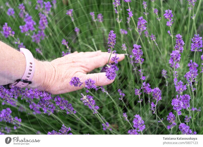 Hand of a senior woman picking lavender flowers in a lavender field hand purple aromatherapy nature plant herb herbal bloom blossom natural outdoor beauty