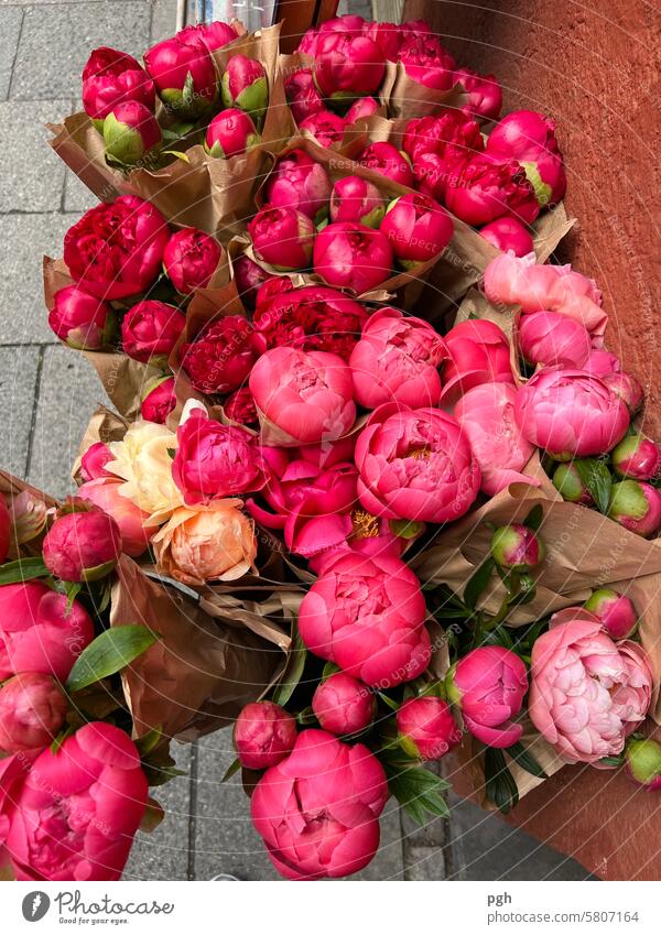 pink flowers Peony federation Peonies Peony bouquet Flower Bouquet roses blooms Flower collections Pink Florist blossoms Spring Summer Love