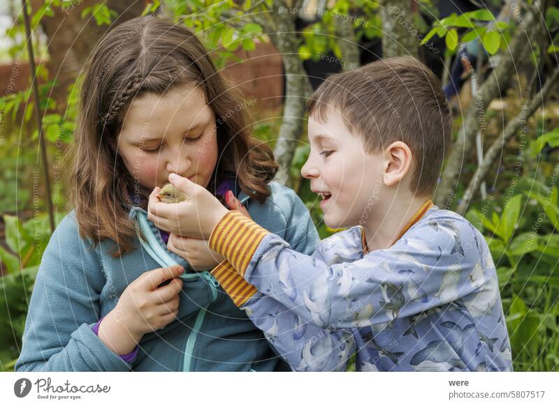 A girl and a boy of Caucasian type sit in the garden and play with little chicks animal camera caucasian jacket look neckline people sitting toddlerhood