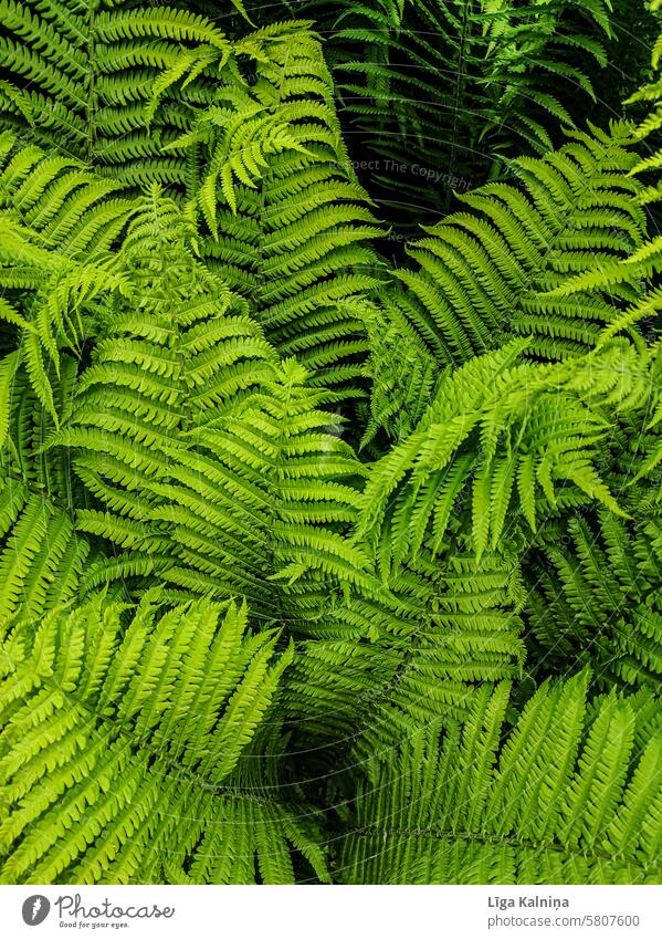 Green fern background Fern Nature ferns fern growth Pteridopsida Farnsheets Botany Plant Fern leaf background green natural background Environment Leaf green