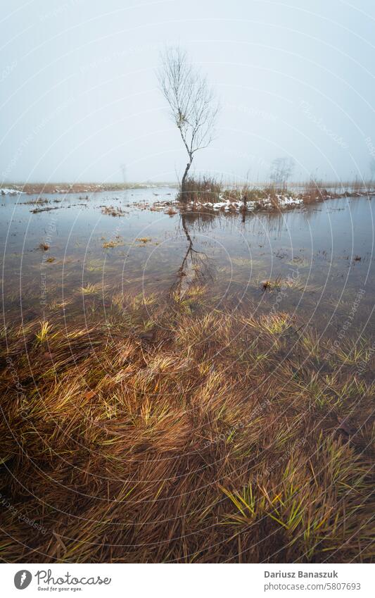 A lonely leafless tree growing in the water in a swamp single fog grass sky misty wet photography vertical alone outdoors nature lake reflection tranquility