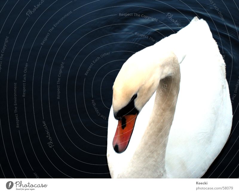 shy swan Swan Lake Spree Winter Dark White Timidity Bird 'flu Water River Float in the water Swimming & Bathing