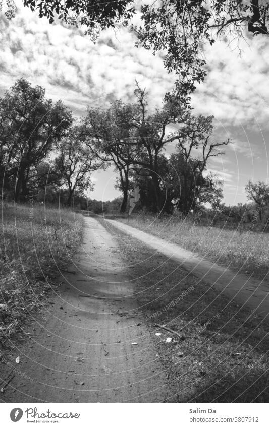 Black and white capture of a forest roadway - a Royalty Free Stock ...