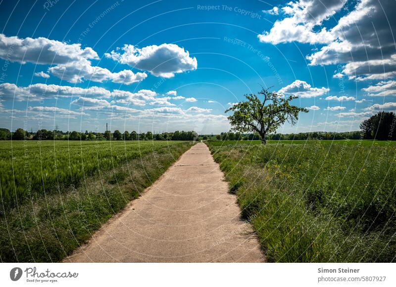Path to the horizon Experiencing nature Nature Horizon off Tree Field Landscape