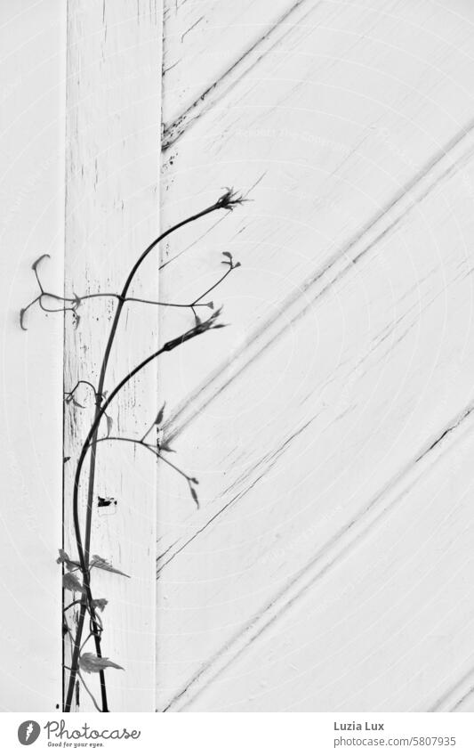 Delicate grasses pushing their way into the light through a crack in the door stalks Slightly open door Tenacious vine Vine plant twisted Fragile leaves