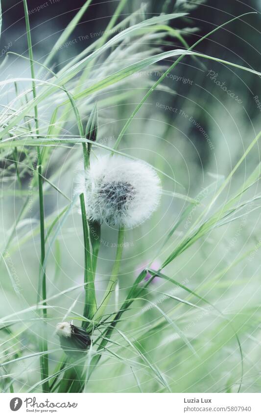 Dandelions, dandelions and grasses in the wind dandelion seed Green Delicate windy Wind stalks Grass Ease Plant Sámen Easy Spring naturally Faded White