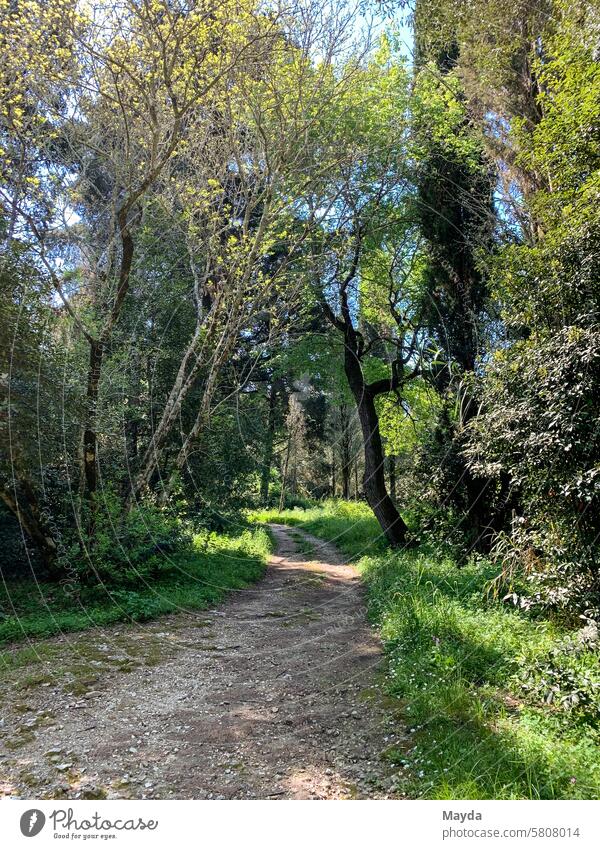 Sunny forest in spring Corfu Greece Forest off Tree Gravel path Nature Spring Green Landscape Sunlight Leaf sunny Idyll Environment Light Plant naturally