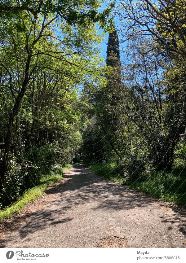 Sunny forest in spring Corfu Greece Forest off Tree Gravel path Nature Spring Green Landscape Sunlight Leaf sunny Idyll Environment Light Plant background