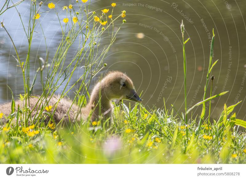 Pause | Greylag goose chick sitting on a flower meadow, a stream in the background Chick Goose Gosling Gray lag goose Animal Bird Wild animal Exterior shot