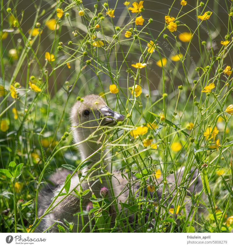 Butter(flower) for breakfast | Greylag goose chick eats yellow flowers Gosling Goose Chick Gray lag goose Bird Wild animal Wild goose Animal Nature Young bird