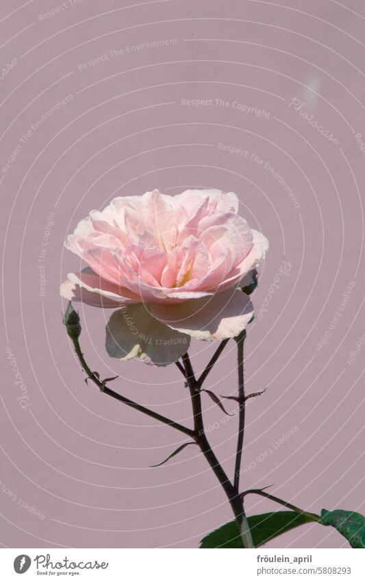 Pink rose | pink flowering rose Blossom Flower Rose blossom Romance Plant Blossoming Fragrance Garden pretty Rose leaves Colour photo Summer Exterior shot Love