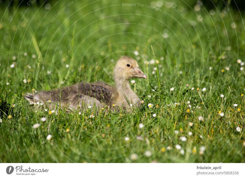 Daisy flower | Greylag goose chick resting on a meadow with daisies Goose Chick Gosling Baby animal Animal Bird Wild animal Gray lag goose Meadow