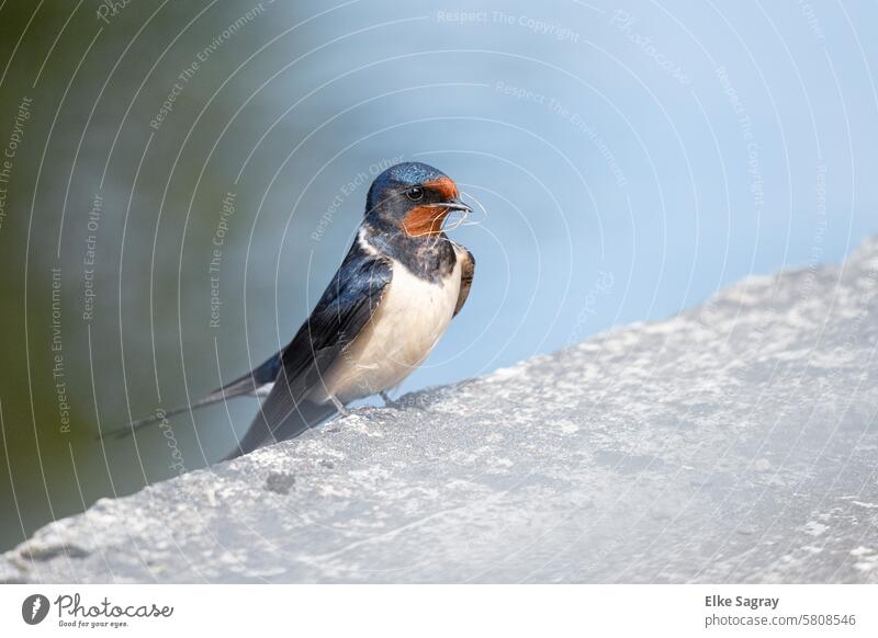Barn swallow portrait sitting on the edge of the bank Close-up Swallow Bird Animal Nature Colour photo Exterior shot Grand piano Animal portrait Blue White