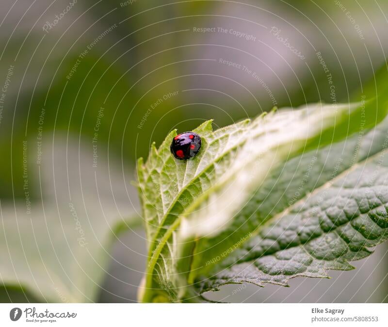 Two-spot ladybug, the black variety - Adalia bipunctata Ladybird Beetle Insect Close-up Red Crawl Nature Happy Shallow depth of field Green Plant Exterior shot