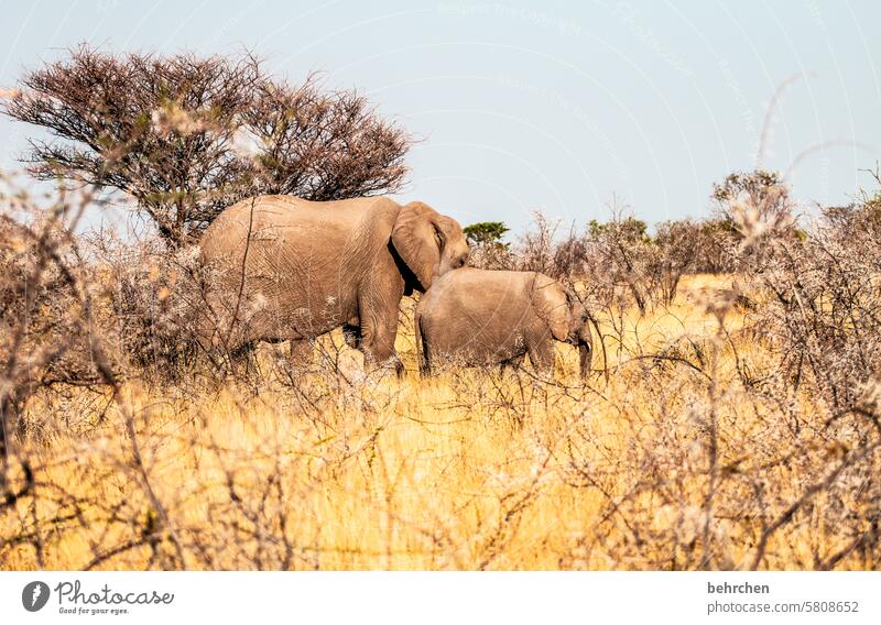 twosome Elephant etosha national park Etosha Etosha pan Wild animal Fantastic Exceptional Free Wilderness Animal Namibia Safari Africa wide Far-off places