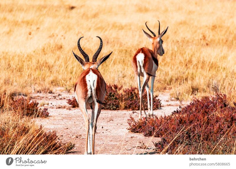a beautiful bottom can also delight from behind Antelope Springbok etosha national park Etosha Etosha pan Wild animal Fantastic Exceptional Animal portrait Free