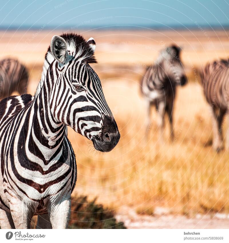 punk Grass Environment Animal protection Love of animals Zebra crossing Impressive Adventure especially Freedom Nature Vacation & Travel Landscape Namibia
