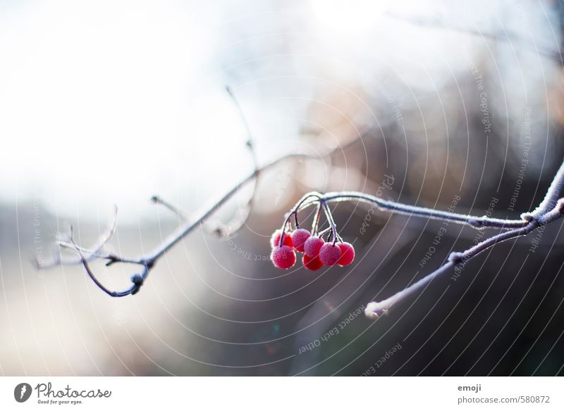 icily Environment Nature Plant Winter Ice Frost Bushes Cold Natural Red Berries Rawanberry Colour photo Exterior shot Close-up Deserted Day