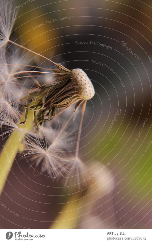 Almost blown away by the wind Ready for the journey Wonders of nature wild nature wild plant Close-up macro Nature Sámen dandelion Dandelion buttercup Garden