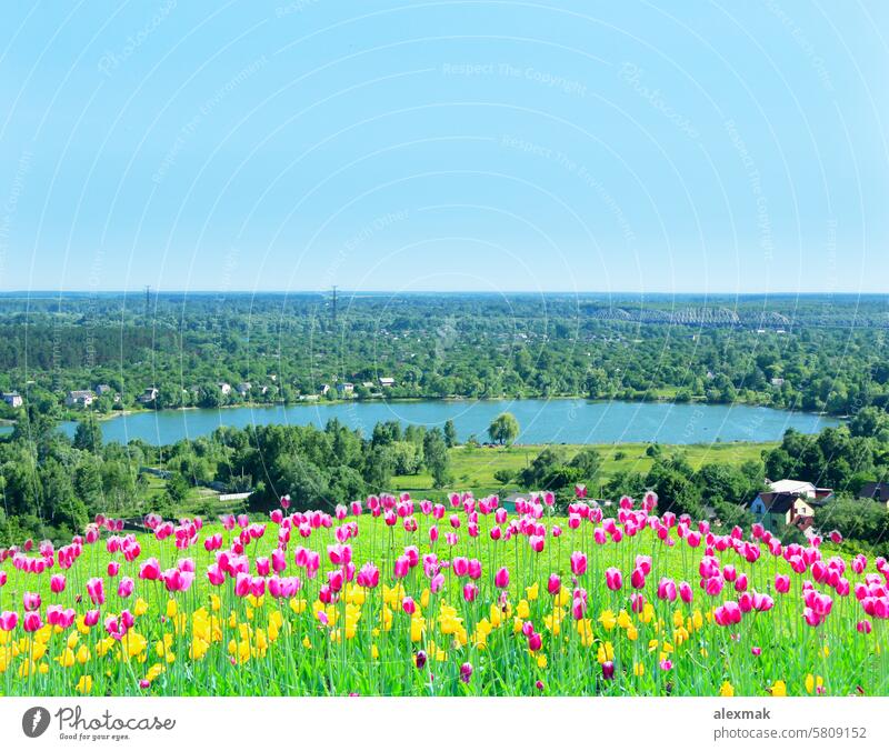 lilac tulips on the flower-bed on the background of village lake spring violet season agriculture bud nature environment colorful vibrant eco ecology diversity