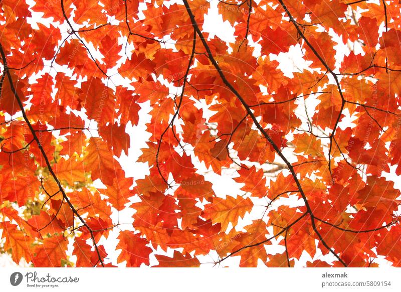 yellow oak leaves on the trees autumn leaf park autumnal branch October November top crown texture background orange nature forest decor decoration season
