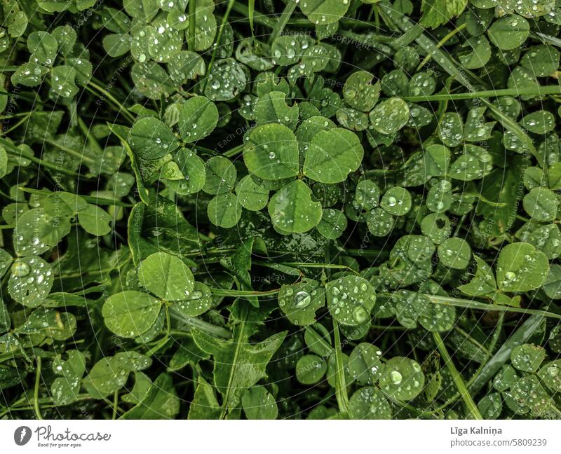 Clovers Green Summer Symbols and metaphors Good luck charm Close-up Meadow Four-leafed clover Cloverleaf Happy Nature Plant cloverleaves Rain raindrops