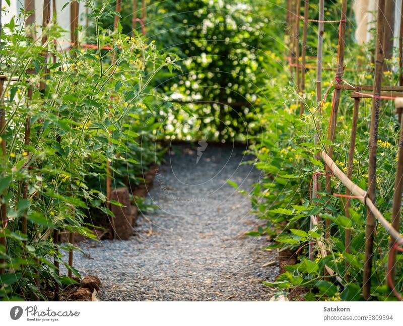 Tomato planting plots in the greenhouses tomato cultivation tomato plant organic tomatoes tomatoes growing growth garden leaf harvest agriculture vegetable