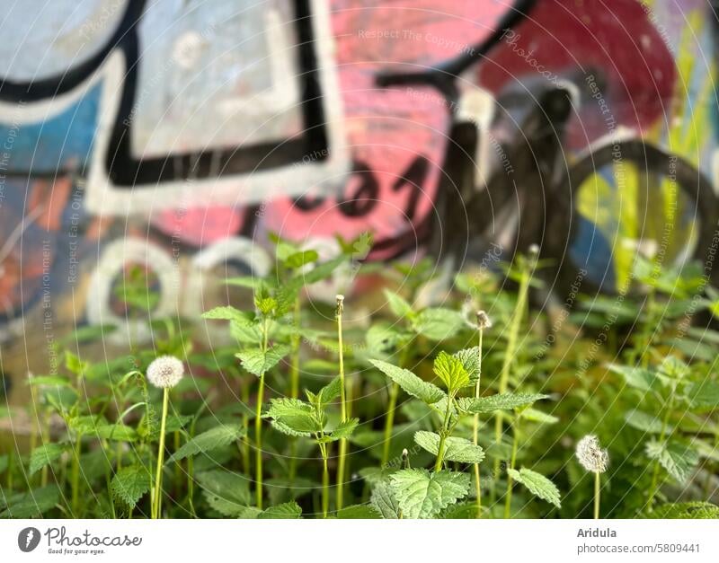 Dandelions and nettles in front of blurred graffiti Graffiti dandelion Stinging nettle Plant Nature Spring Detail Wall (building) wall design urban