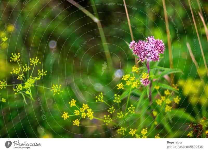 Close up of countryside flowers nature botany vegetation plant bokeh herbaceus leafy natural