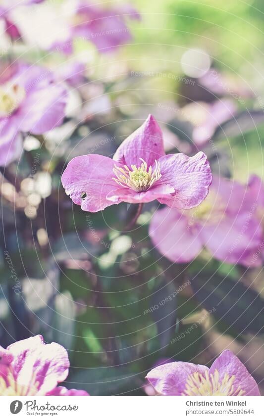 Beautiful pink flowers of a clematis in the sunlight Clematis creeper pretty Plant blurriness nature photography Pink blossoms Spring naturally Blossom Garden